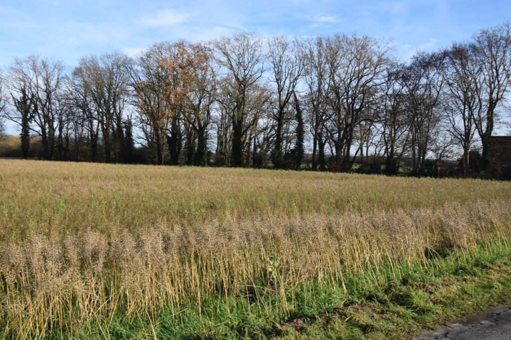 Foto der Immobilie (18490)