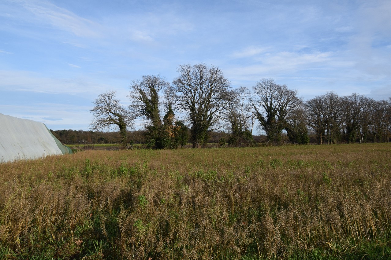 Foto der Immobilie (18495)