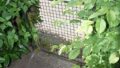 rückwertiger Gartenzugang