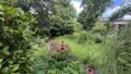 Blick in den Garten